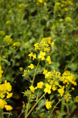 rapeseed field in bloom, rapeseed field, rapeseed flower in hand, bee on the rapeseed flower, past blooms