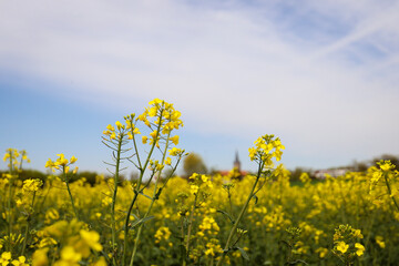 Obraz premium rapeseed field in bloom, rapeseed field, rapeseed flower in hand, bee on the rapeseed flower, past blooms