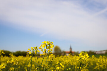 rapeseed field in bloom, rapeseed field, rapeseed flower in hand, bee on the rapeseed flower, past blooms