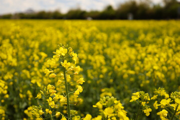 rapeseed field in bloom, rapeseed field, rapeseed flower in hand, bee on the rapeseed flower, past blooms