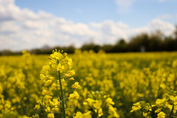 Obraz premium rapeseed field in bloom, rapeseed field, rapeseed flower in hand, bee on the rapeseed flower, past blooms
