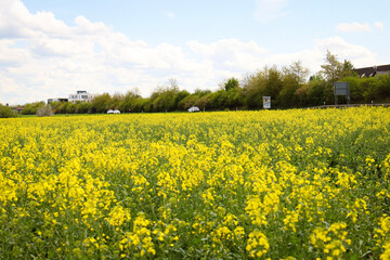 Obraz premium rapeseed field in bloom, rapeseed field, rapeseed flower in hand, bee on the rapeseed flower, past blooms