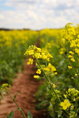 Obraz premium rapeseed field in bloom, rapeseed field, rapeseed flower in hand, bee on the rapeseed flower, past blooms