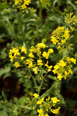 rapeseed field in bloom, rapeseed field, rapeseed flower in hand, bee on the rapeseed flower, past blooms