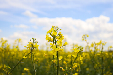 Obraz premium rapeseed field in bloom, rapeseed field, rapeseed flower in hand, bee on the rapeseed flower, past blooms