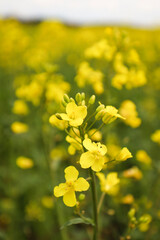 Obraz premium rapeseed field in bloom, rapeseed field, rapeseed flower in hand, bee on the rapeseed flower, past blooms