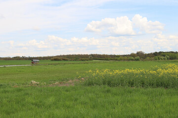 Fototapeta premium rapeseed field in bloom, rapeseed field, rapeseed flower in hand, bee on the rapeseed flower, past blooms