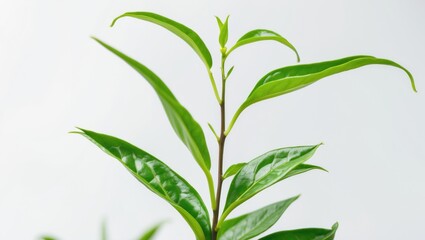 Isolated young tea leaf shoots on a white background