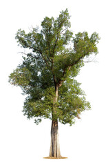 Trees isolated on white background, tropical trees isolated used for design, advertising and architecture...