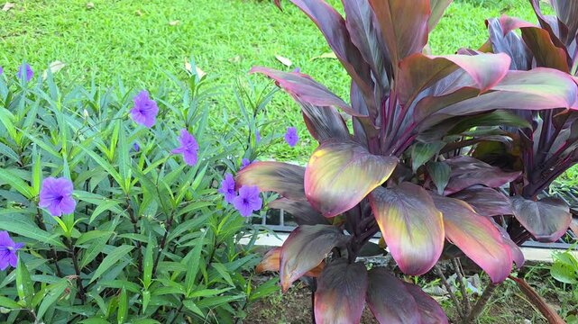 Slow motion of Ruellia simplex flowers and Cordyline fruticosa leaves swaying gently in a tropical garden.