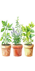 Fototapeta premium Watercolor illustration of three potted plants with vibrant green leaves, displaying rosemary, basil, and other herbs in charming terracotta pots