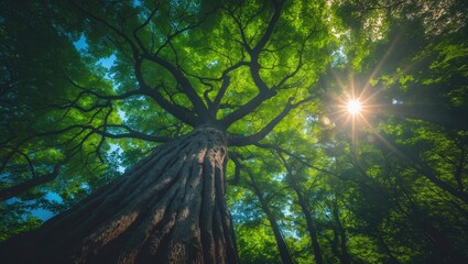 Sunlit forest trees showcasing nature's green beauty with sunlight filtering through the wood