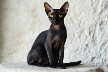 Elegant Black Cat in Sphinx Pose With Striking Golden Eyes on White Neutral Background Generative AI