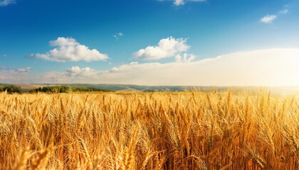 A golden wheat field under a bright blue sky with fluffy clouds, illuminated by sunlight, showcasing nature's beauty and agricultural abundance.