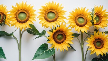 Fototapeta premium Vivid sunflower with textured center and golden petals on a white background
