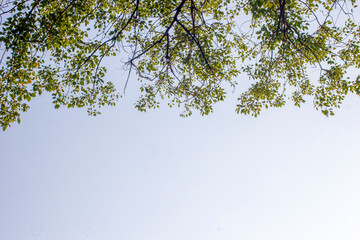 branches of a tree against the sky
