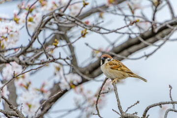 桜の枝にとまるスズメ