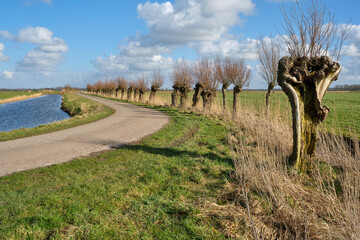 Bare partly pruned pollard willows along the side of a path and a wide ditch near Dokkum Friesland The Netherlands in early spring under a blue sky