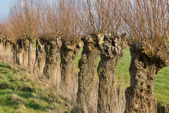 Partly pruned and bare pollard willows in a row in early spring in Friesland The Netherlands
