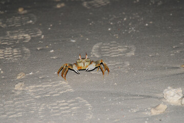 Nocturnal sand crab with claws on beach at night
