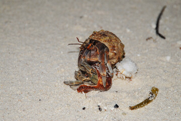 Hermit crab on sandy beach at night with shell and seaweed in the Maldives 
