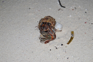 Hermit crab on sandy beach at night in the Maldives 