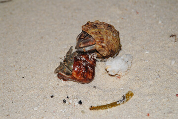 Two hermit crabs on sandy beach with seashells in the Maldives 