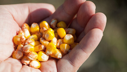 corn grains in hand. elite big grains in the farmer's hand, holding his fingers. autumn season. harvesting, autumn season. good corn harvest. agricultural business. close-up, macro photo