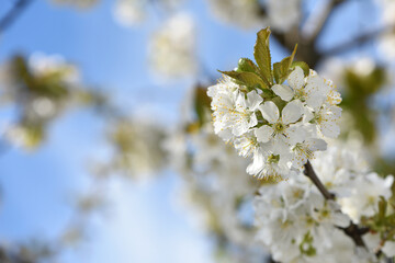 white flowers. cherry blossom tree in garden spring. lush flowering, on a branch. cherry blossom beautiful frame background texture. flowering season. fruit tree, gardening. close-up, macro photo