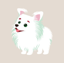 white pomeranian puppy