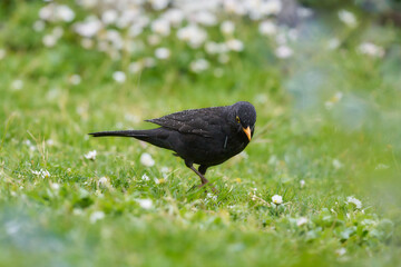 Amsel im Regen