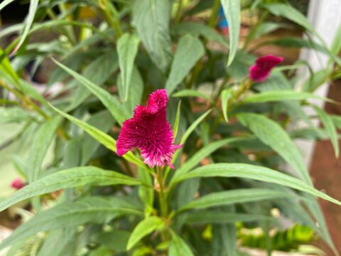 Crested Cockscomb or Celosia Cristata flowers isolated foto stock
