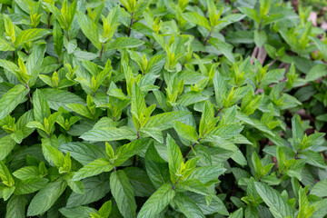 Mint plant in the garden, green in color, fresh, ready to be harvested.