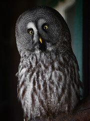 Great Grey Owl sitting by a window near a house