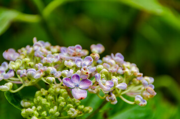 初夏の淡いガクアジサイ