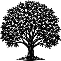 Obraz premium Rubber Tree