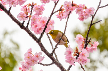 桜の枝にとまるメジロ