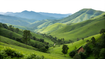 Obraz premium Lush green hills under soft light in a tranquil landscape