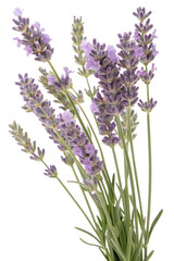 Naklejka premium lavender flowers isolated on white background