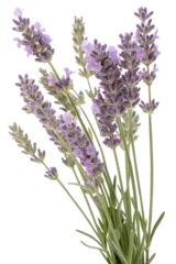 Fototapete Rund lavender flowers isolated on white background © Candra