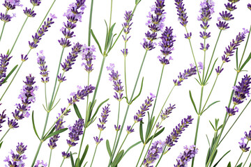 Fototapeta premium lavender flowers seamless pattern