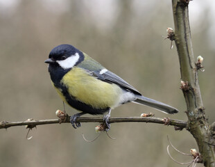 Beautiful great tit sitting on a tree branch in a spring garden. Selective soft focus. Blurred background.