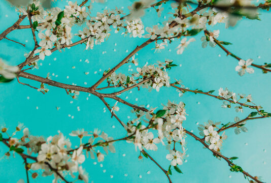 Branches of flowering plum against a turquoise background
