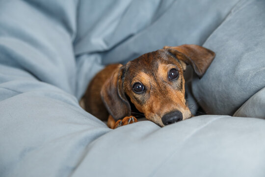 Dachshund puppy lying comfortably on a grey been bag