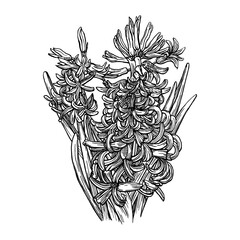 Drawing of Hyacinth flower. Pen and ink drawing. Hand drawn flower illustration. Vector garden plant drawing. Hand-drawn nature design element. Not AI generated.