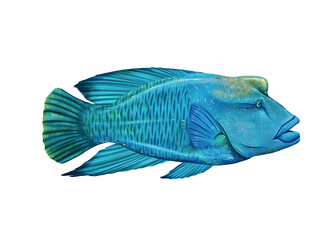 Napoleon-fish, Hump head wrasse, Mauri wrase