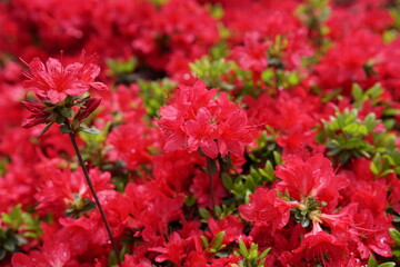 キリシマツツジの鮮やかな赤い花