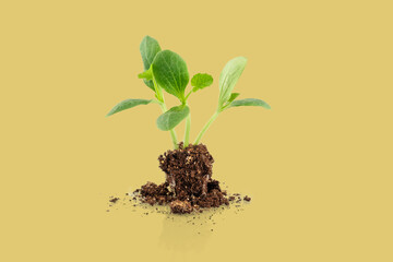 Young plant growing in fertile soil on yellow background