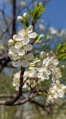 Close-up of blooming cherry blossoms with white petals and pink centers on a tree branch in spring