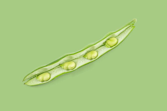 Open broad bean pod revealing fresh green beans on matching background
